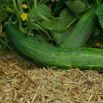 Cucumber Rollisons Telegraph - Ferme de Sainte Marthe untreated seeds