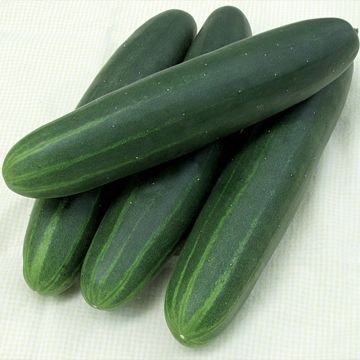 Cucumber Sonja F1 - Cucumis sativus