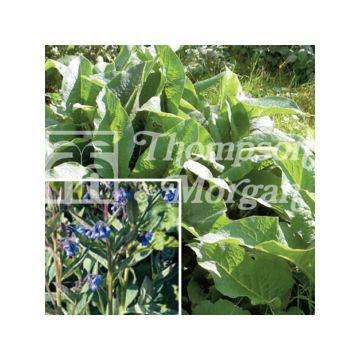 Symphytum officinale 