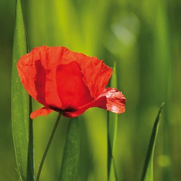 Papaver rhoeas