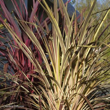 Cordyline banksii Electric Flash - Cabbage Tree