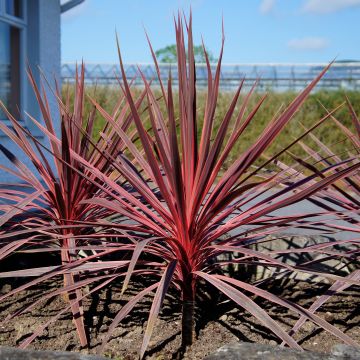 Cordyline australis Charlie boy - Cabbage Tree