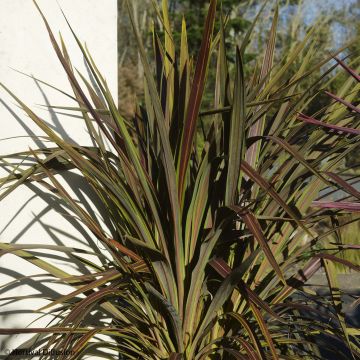 Cordyline banksii Electric Star - Cabbage Tree