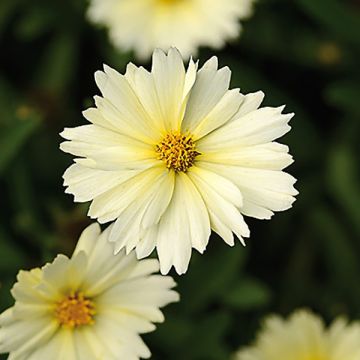 Coreopsis UpTick Cream