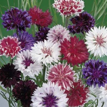 Centaurea cyanus Frosty Mix - Cornflower seeds