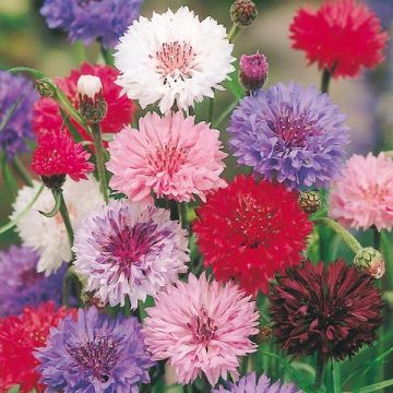 Polka Dot Mix Cornflower - Centaurea cyanus seeds