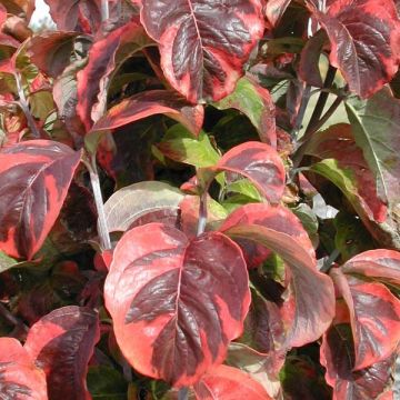 Cornus florida Rainbow - Flowering Dogwood