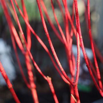 Cornus alba Baton Rouge - Red Dogwood