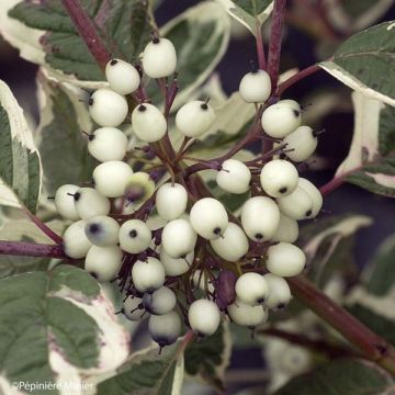 Cornus alba Sibirica Variegata - Variegated Dogwood