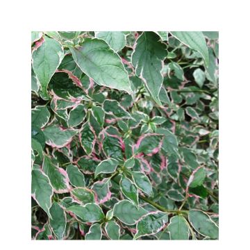 Cornus alternifolia Pinky Spot Minpinky - Pagoda Dogwood