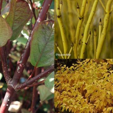 Collection of 3 Cornus