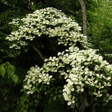 Cornus hongkongensis - Hong Kong Dogwood