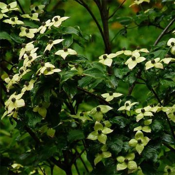 Cornus kousa Wietings Select - Flowering Dogwood