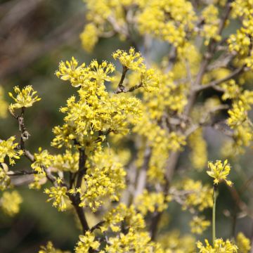 Cornus mas Jolico - European Cornel