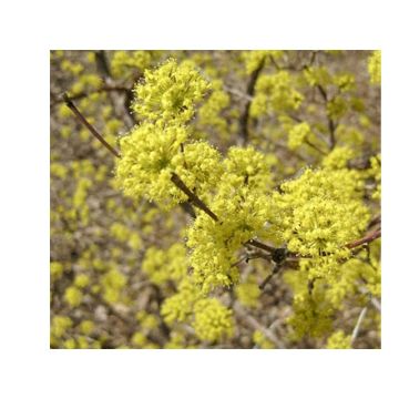 Cornus mas Kasanlak - European Cornel