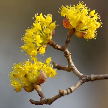 Cornus mas 