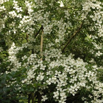 Cornus Norman Hadden - Flowering Dogwood