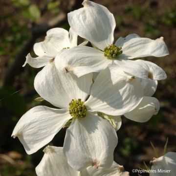 Cornus ou Cornouiller Florida Cherokee Daybreak