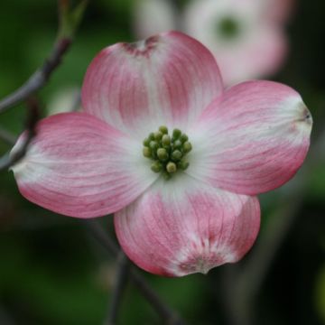 Cornus florida Rubra