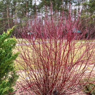 Cornus sanguinea - Common Dogwood