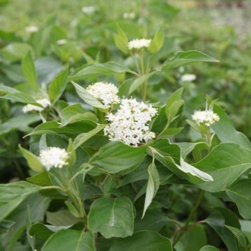 Cornus sericea Budds Yellow - Stoloniferous Dogwood