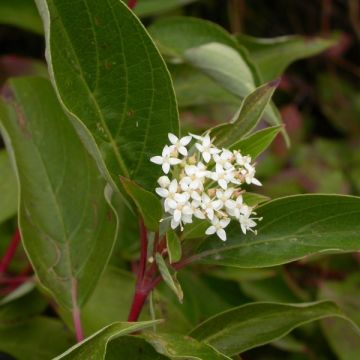 Cornus stolonifera Kelseyi - Stoloniferous Dogwood