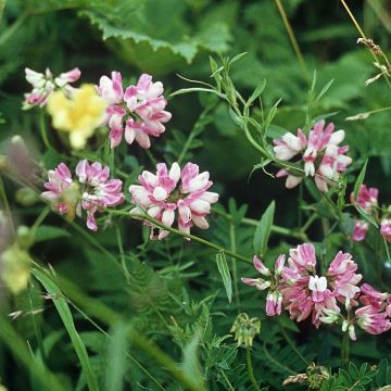 Coronilla varia