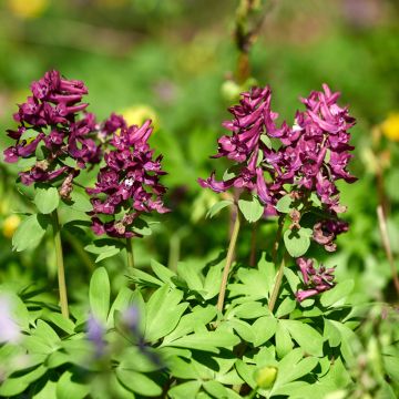 Corydalis solida Purple Bird