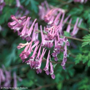 Corydalis Blackberry Wine - Hybrid Corydalis