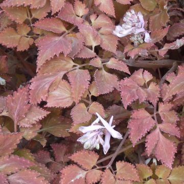 Corydalis colquantmeyeriana Chocolate Stars