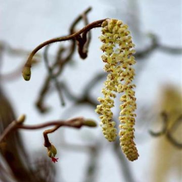 Corylus avellana Contorta - Common Hazel