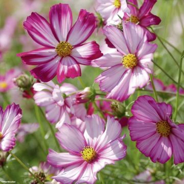 Cosmos Sensation Picotee - Cosmos bipinnatus seeds