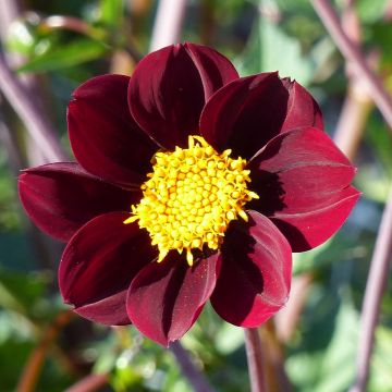 Cosmos x Dahlia Mexican Star