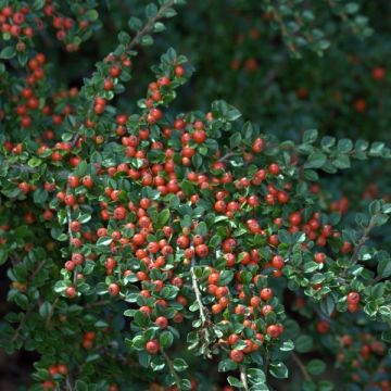 Cotoneaster horizontalis