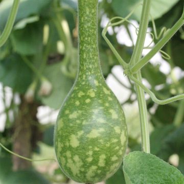 Organic Amphore Calabash - Ferme de Sainte Marthe seeds