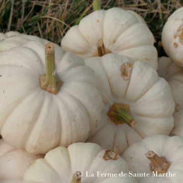 Miniature Pumpkin Baby Boo - Ferme de Sainte Marthe Seeds