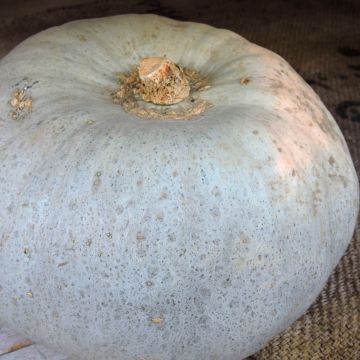 Squash Betty Blue F1 - Cucurbita maxima