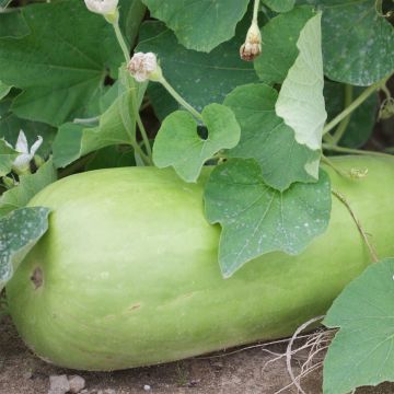 Lagenaria siceraria 'Massue Longue'