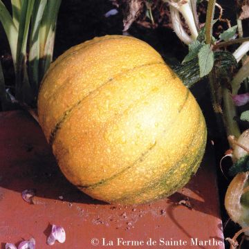 Squash Petite sucrée - Ferme de Sainte Marthe Seeds