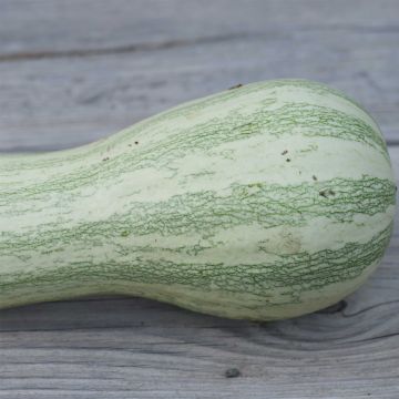 Organic Striped Cushaw Squash - Ferme de Sainte Marthe seeds - Cucurbita	argyrosperma