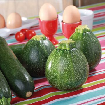 Zucchini Ronde de Nice F1 plants - Cucurbita pepo