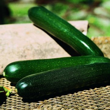 Zucchini Tarmino F1 plants - Cucurbita pepo