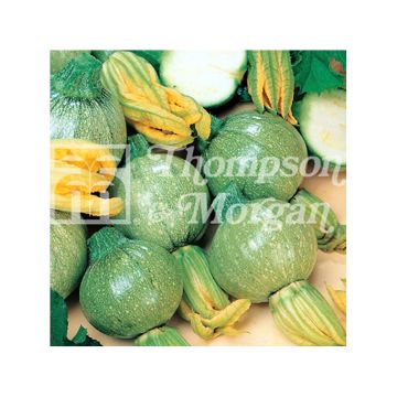 Zucchini Tondo di Toscana - Cucurbita pepo