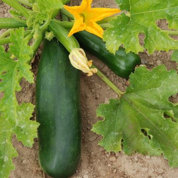 Courgette Verte De Milan AB ou Black Beauty - Ferme de Ste Marthe