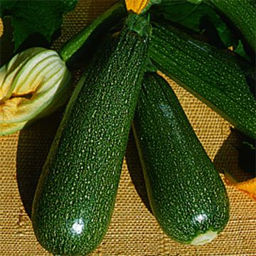 Courgette Verte Non Coureuse des Maraîchers - Ferme de Sainte Marthe Seeds