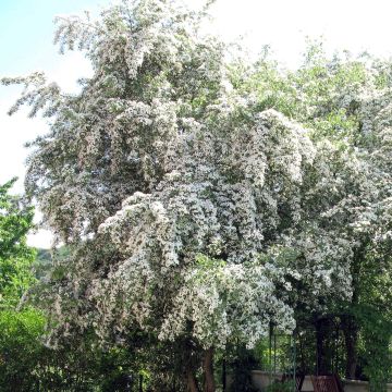 Crataegus monogyna - Hawthorn