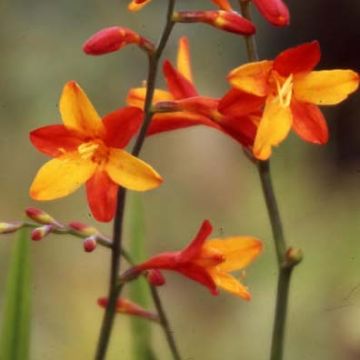 Crocosmia crocosmiiflora Fire King