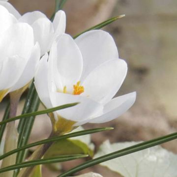 Crocus chrysanthus Miss Vain