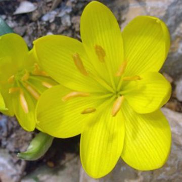 Sternbergia lutea