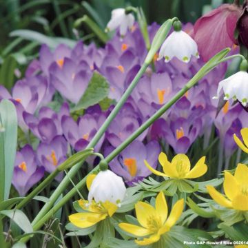 Crocus tommasinianus Lilac Beauty - Early Crocus